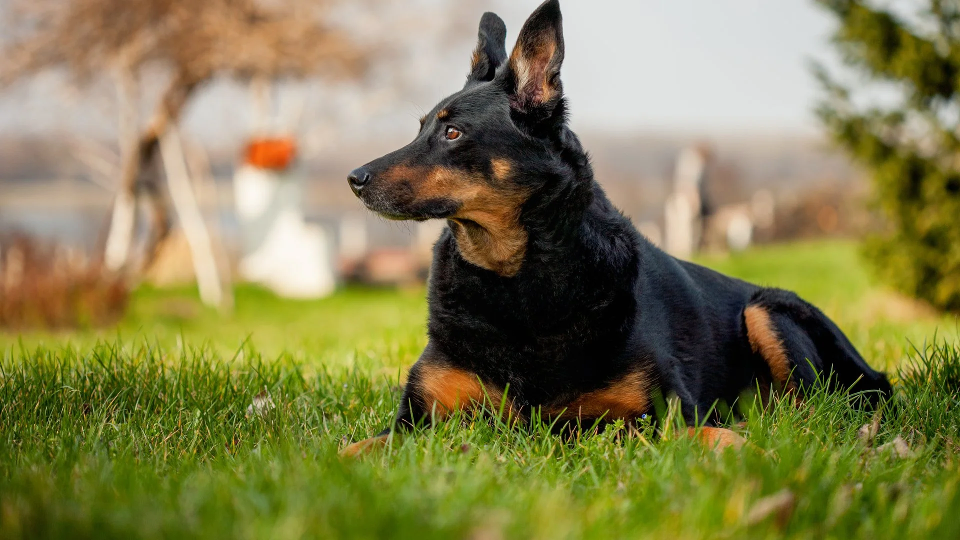 Are Fertilizer Treatments Safe for Your Pets?