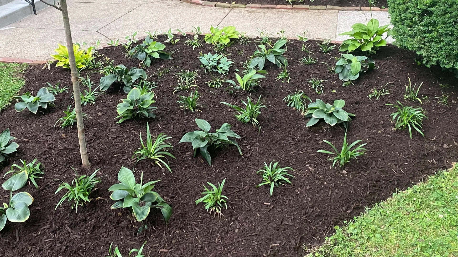 Should You Remove Old Mulch in Your Landscape Beds Before Adding New Mulch?