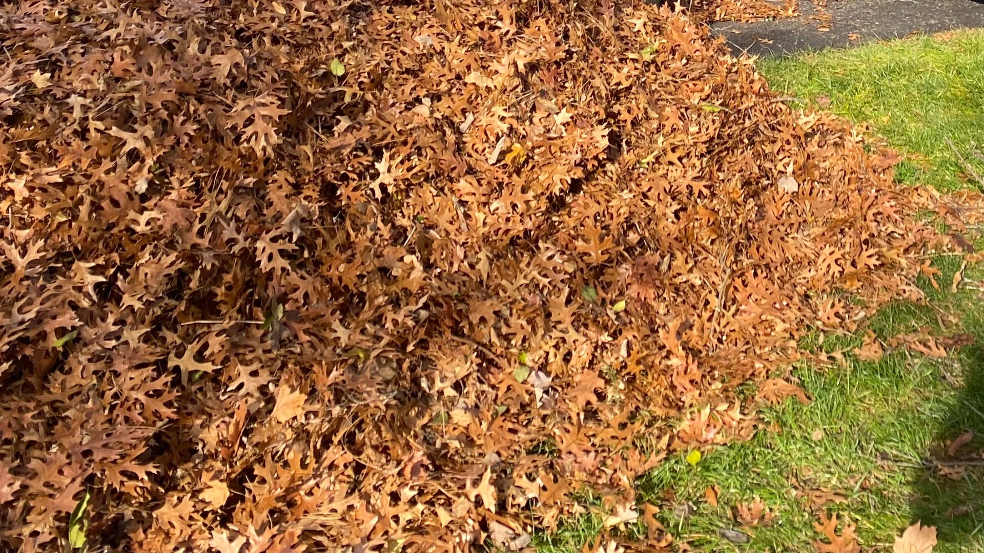 Is It Really That Bad to Let Leaf Piles Sit On Your Lawn Over Winter?