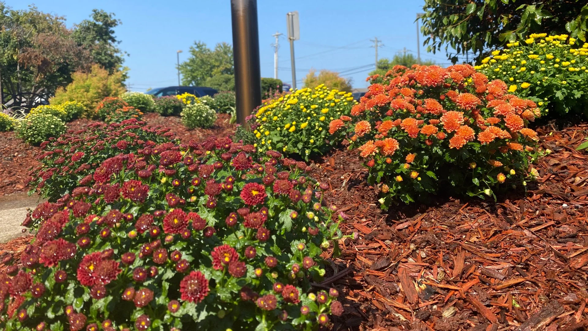 Is Fall Too Late to Plant Annual Flowers?