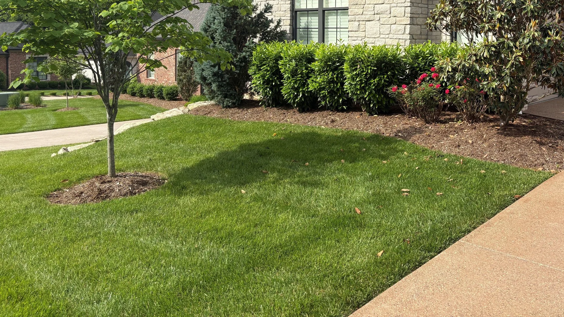 Are the Weeds on Your Lawn Broadleaf or Grassy Types?