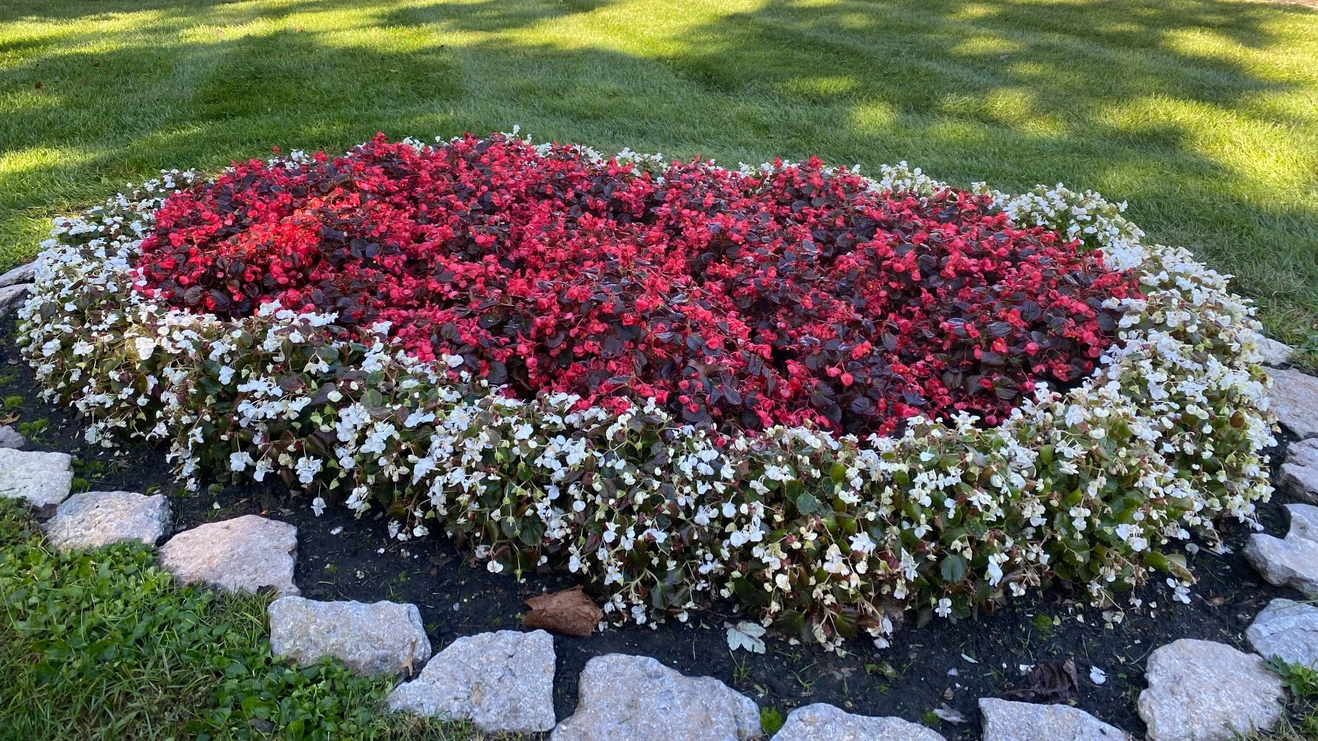Popular Summer Annuals That Will Enhance the Beauty of Your Landscape