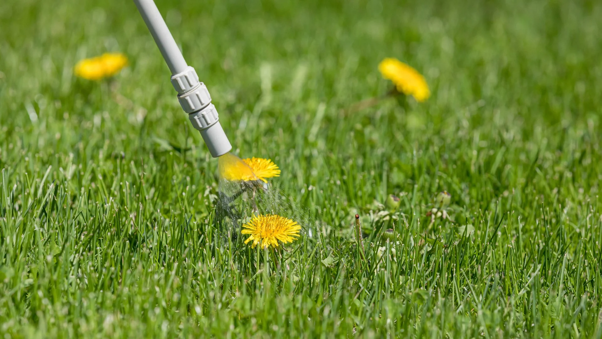 When Will Weeds Die Off After Post-Emergent Weed Control?