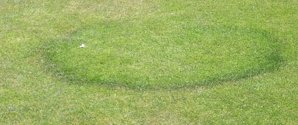 Fairy ring lawn disease in Louisville, KY.