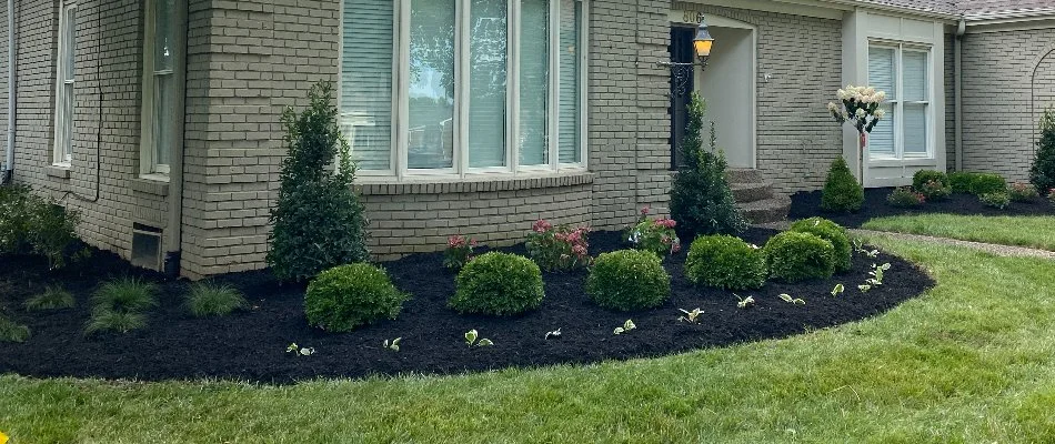 Black mulch and plantings on a landscape bed in Louisville, KY.