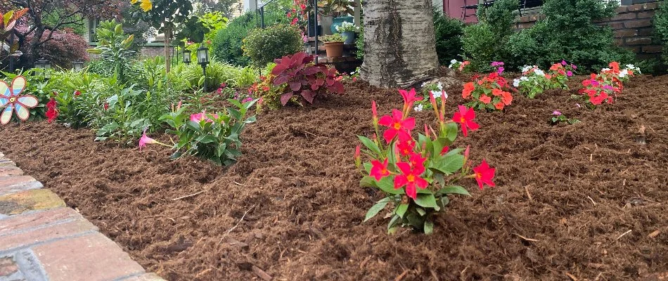 Brown mulch and flowers in a landscape bed in Louisville, KY.