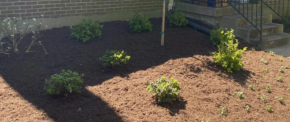 Brown mulch in a landscape bed in Louisville, KY.