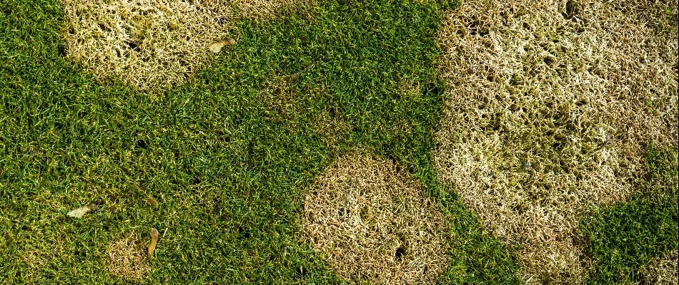 Circular patches on lawn in Louisville, KY, from brown patch disease.