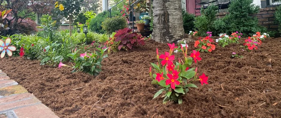 Colorful plants in a landscape bed with mulch in Louisville, KY.