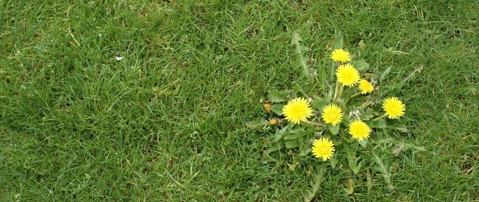 Dandelions with yellow flowers growing on a lawn in Louisville, KY.