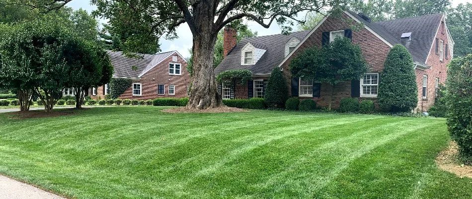Dense green lawn in Louisville, KY, with a large tree.