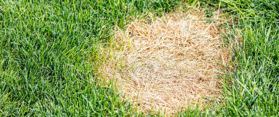 Dollar spot lawn disease on a lawn in Louisville, KY.