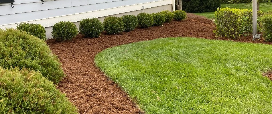 Fresh layer of mulch on a landscape in Louisville, KY, with shrubs.