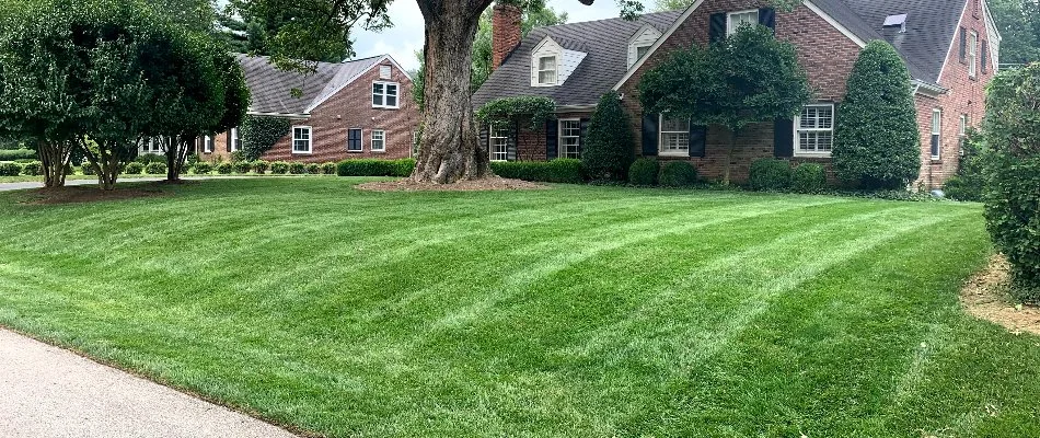 Grass in Louisville, KY, with mowing pattern.
