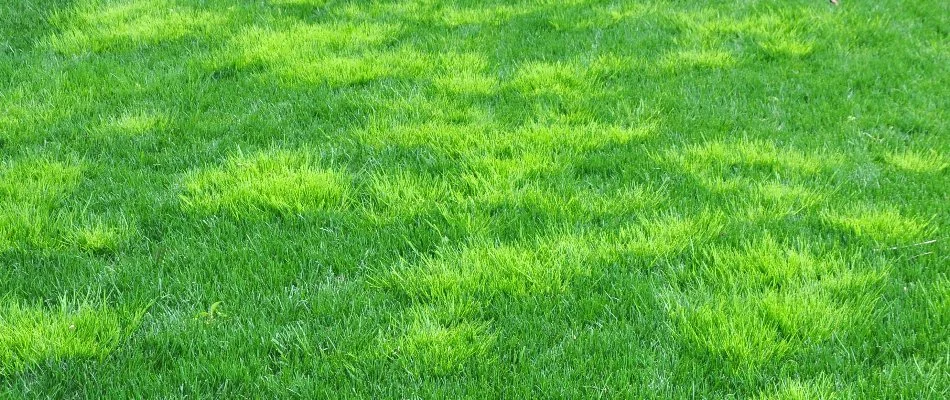 Green lawn in Louisville, KY, with many weeds.