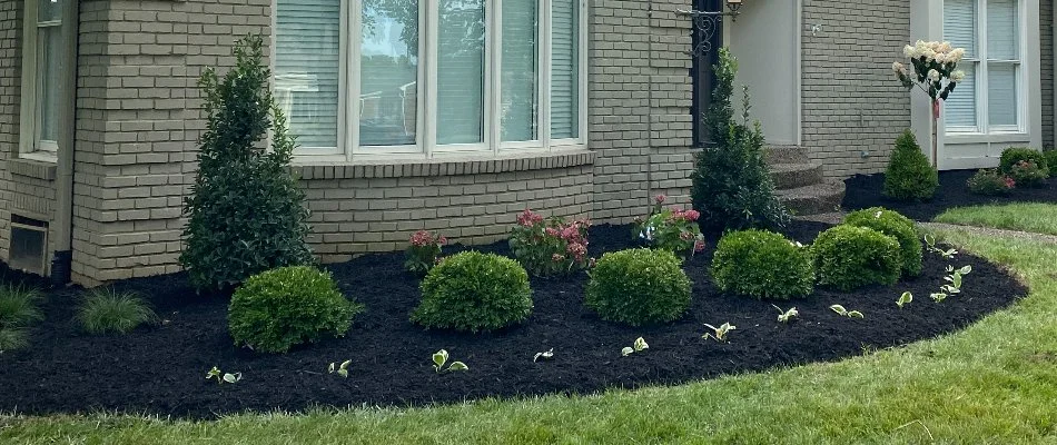 Landscape bed in Louisville, KY, with black mulch and small plants.
