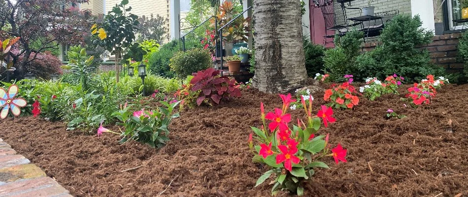 Landscaping in Louisville, KY, with colorful flowers.