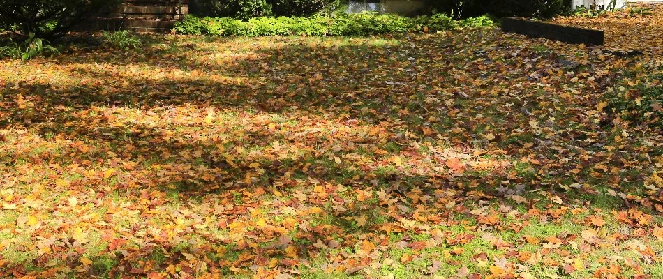 Lawn in Louisville, KY, covered in leaves.