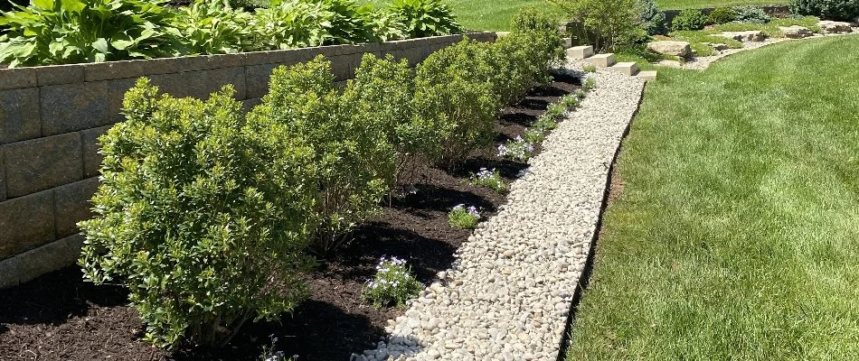 Shrubs in a landscape bed in Louisville, KY.