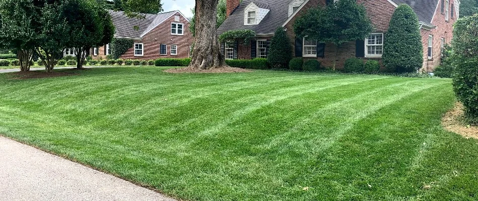 Lush, green lawn in a front yard in Louisville, KY.