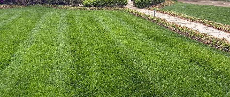 Lush, thick green grass in Louisville, KY.