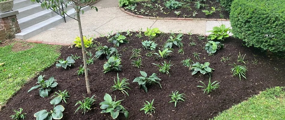 Mulch beds with plants along a walkway in Louisville, KY.