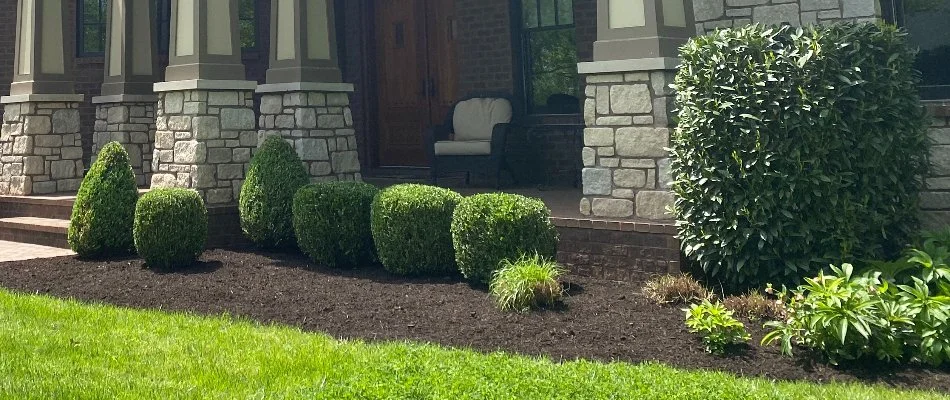 Neatly trimmed shrubs on a mulched landscape bed in Louisville, KY.