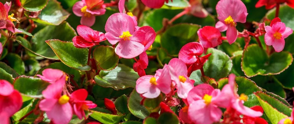 Pink begonia flowers with foliage in Louisville, KY.