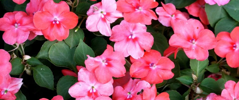 Pink flowers of an impatiens plant in Louisville, KY.