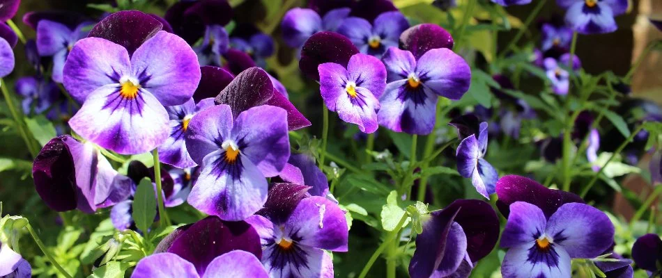 Purple pansies in a landscape in Louisville, KY.