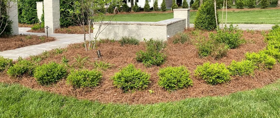 Small green shrubs and pine straw on a landscape bed in Louisville, KY.
