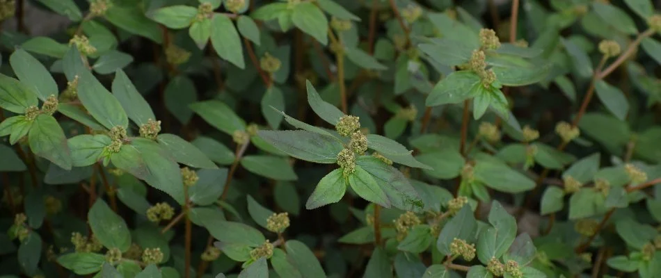 Spurge weeds in Louisville, KY.