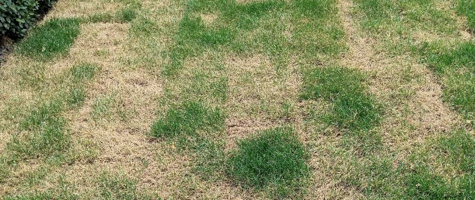 A lawn in Louisville, KY, affected by summer patch disease.