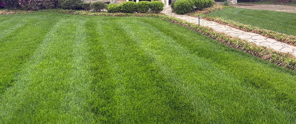 Thick, lush green grass and a walkway in Louisville, KY.