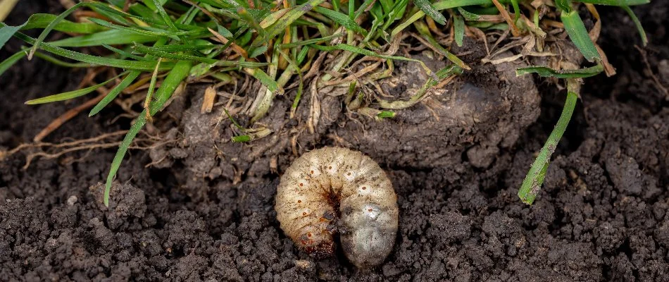 A grub in the soil near grass in Louisville, KY.