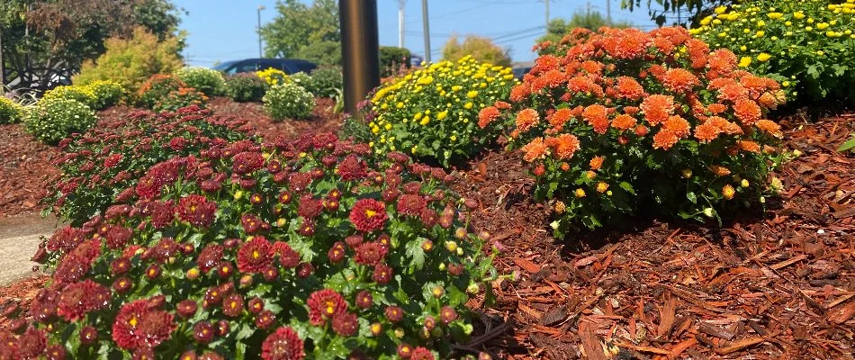 Annual flowers in landscape bed at Hampton Inn near Louisville, KY.