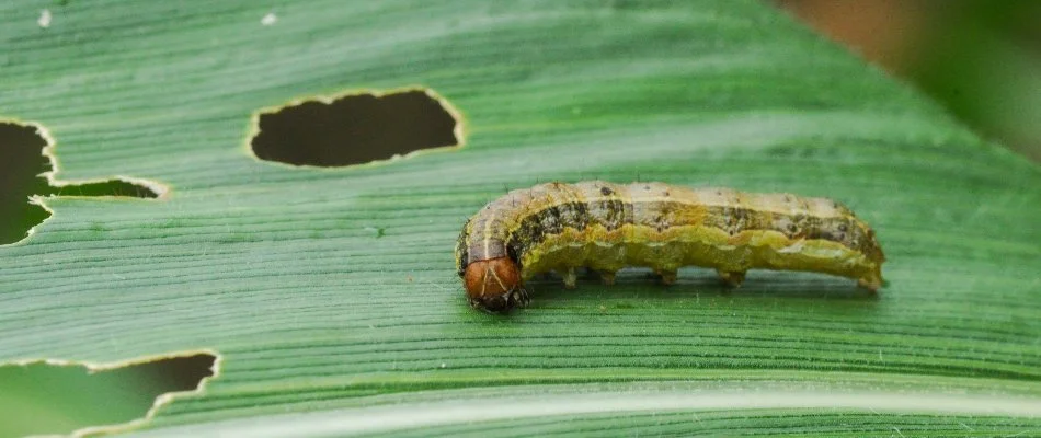 An armyworm in Louisville, KY, on a blade of grass. 