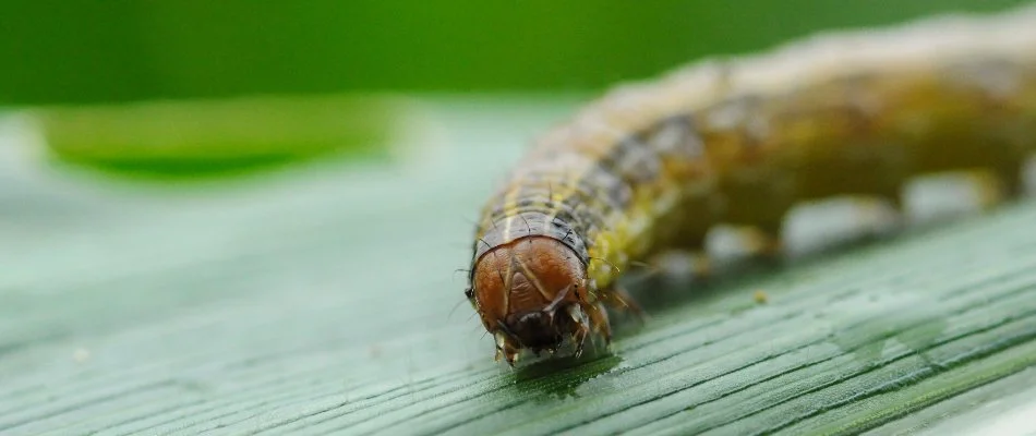 Armyworm on a blade of grass in Louisville, KY.