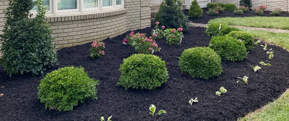 Black mulch and small plants on a landscape in Worthington Hills, KY.