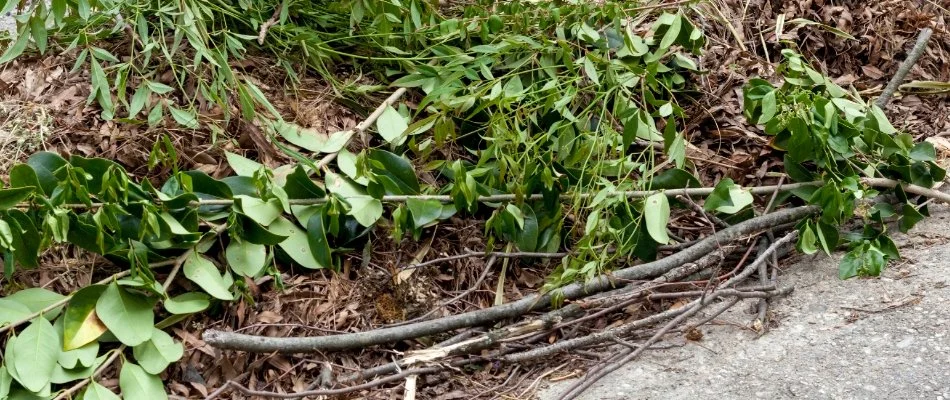 Tree branches and trimmed shrubbery from overgrown lot in Louisville, KY.