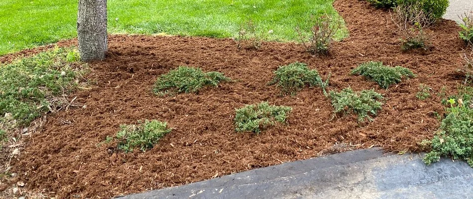 Brown mulch in a landscape bed with plants and grass.