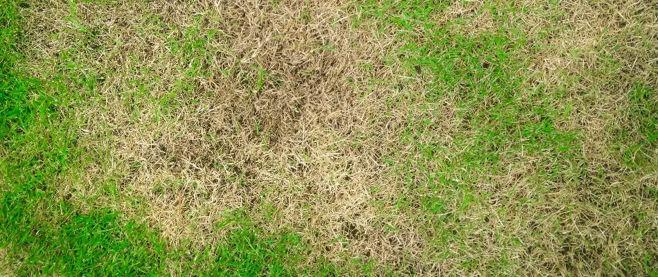 Brown patch disease on a lawn in Louisville, KY.