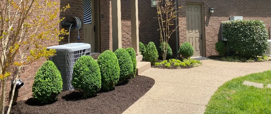Bushes at home in St. Matthews, KY after landscape trimming.