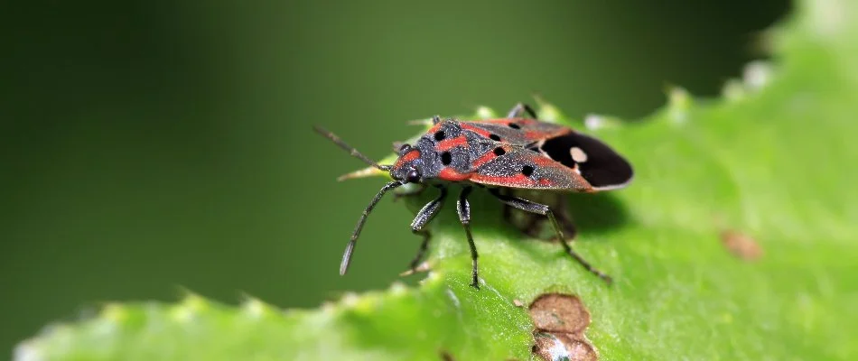 Chinch bug chewing on a leaf in Louisville, KY.