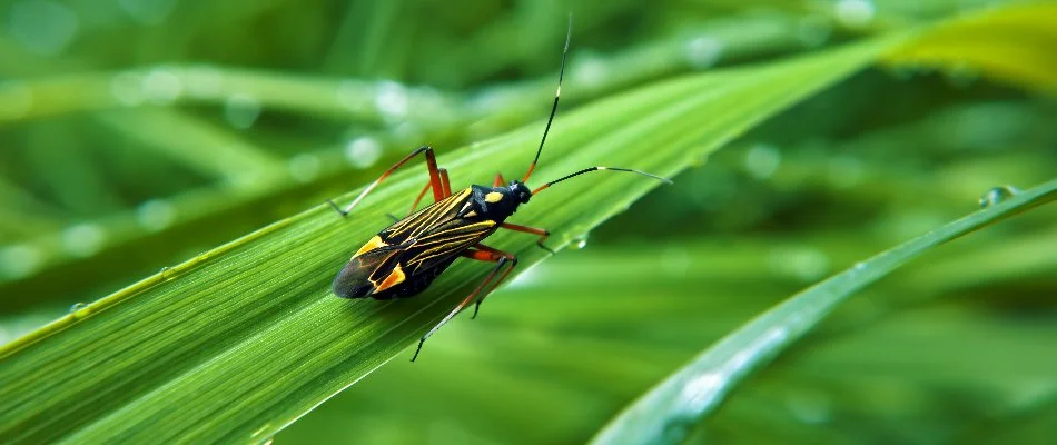 A single chinch bug in Louisville, KY, on a blade of grass.