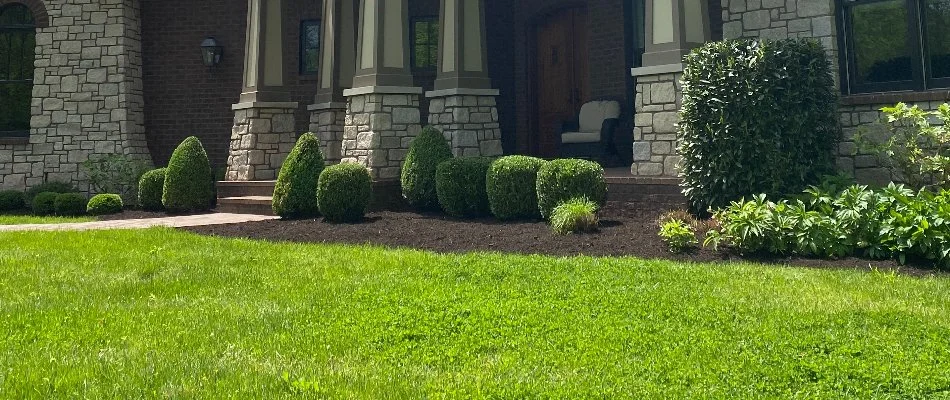 Cleaned up yard in Louisville, KY, with manicured grass and plants.