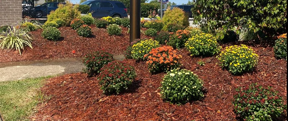 A commercial property in Louisville, KY, with a landscape of flowers and mulch.