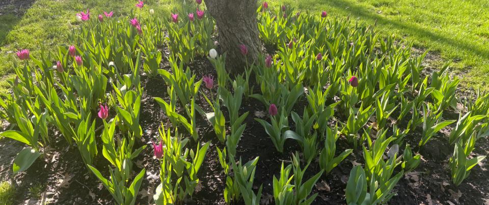 Beautifully landscaped front yard with colorful flowers and a tree.