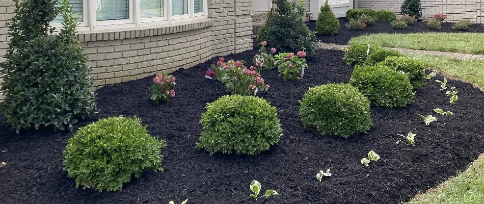 Black mulch and shrubs in a landscape bed in Louisville, KY.