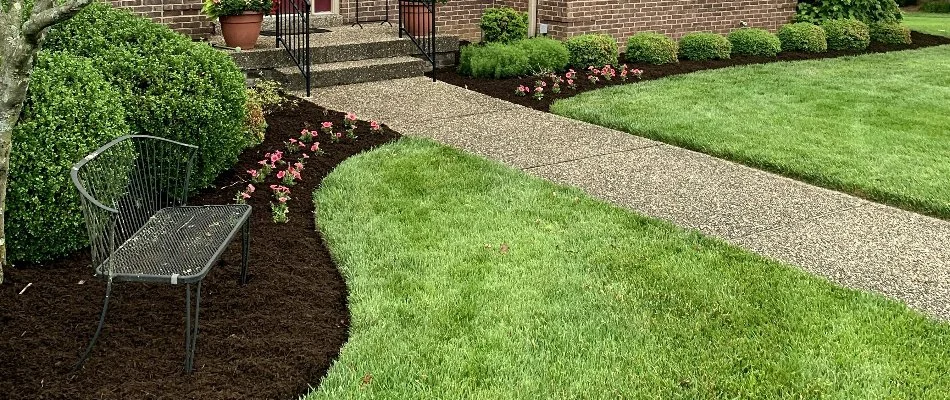 Dense grass and shrubs in a yard in Barbourmeade, KY.